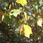 Close up, each individual leaf tells its own story.