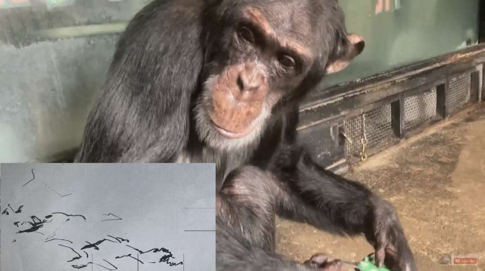 chimpanzee hand writing