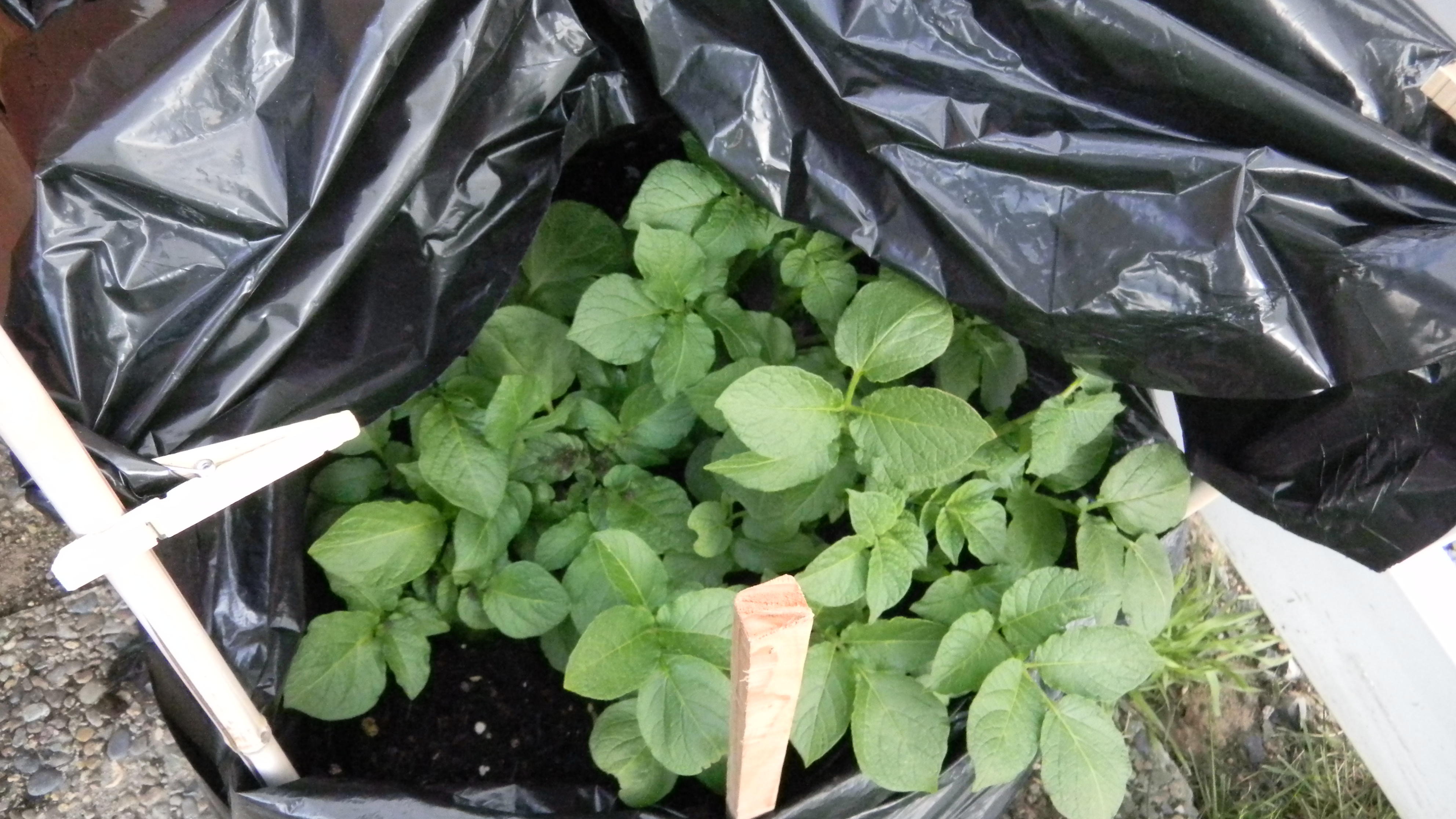 How To Grow Potatoes in a Bag