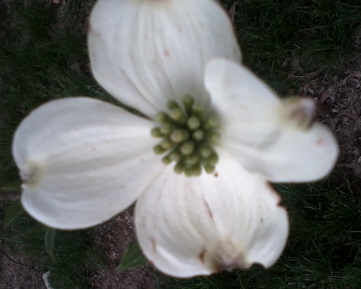 Dogwoodflower