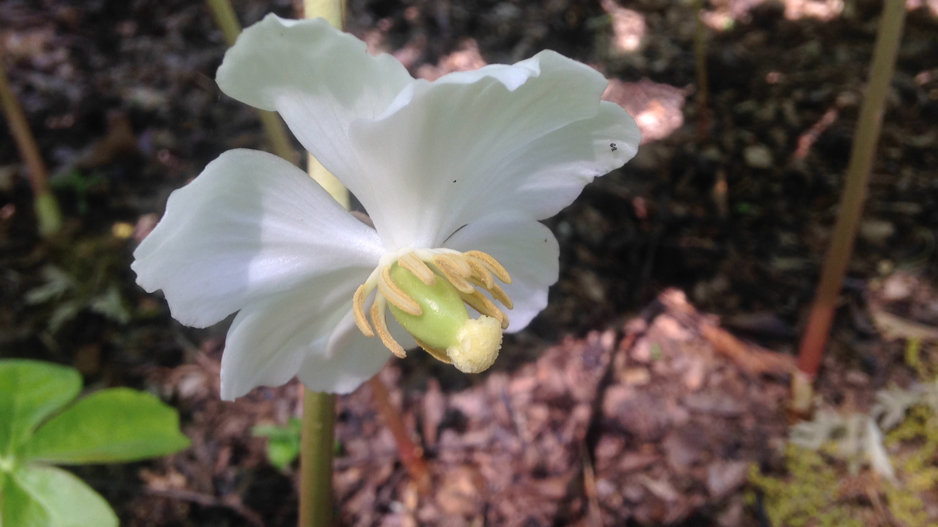 A Mayapple blossom