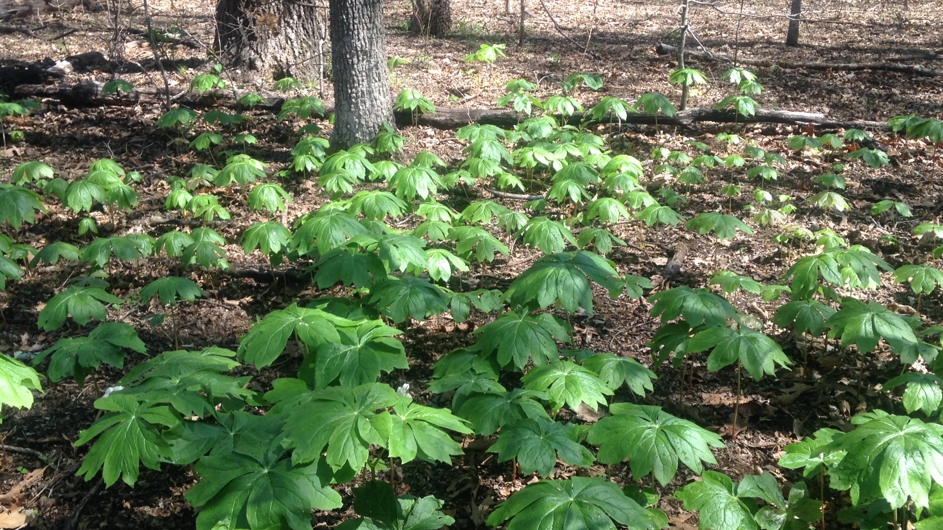 Mayapple colony